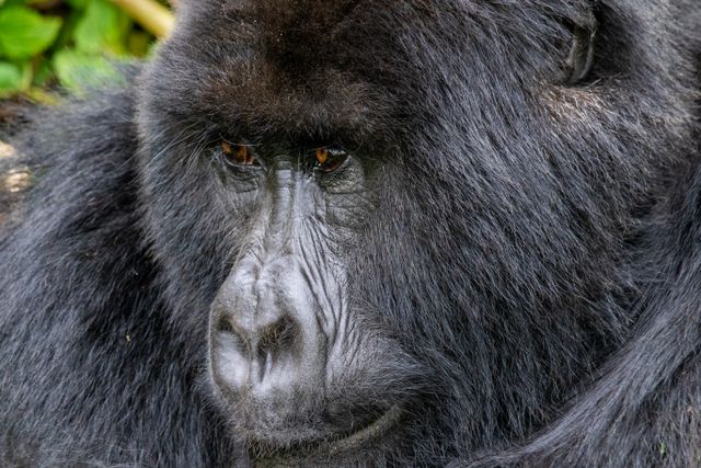 Bwindi Impenetrable Forest